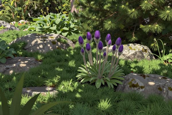 Alpine Garden (Alpengarten)