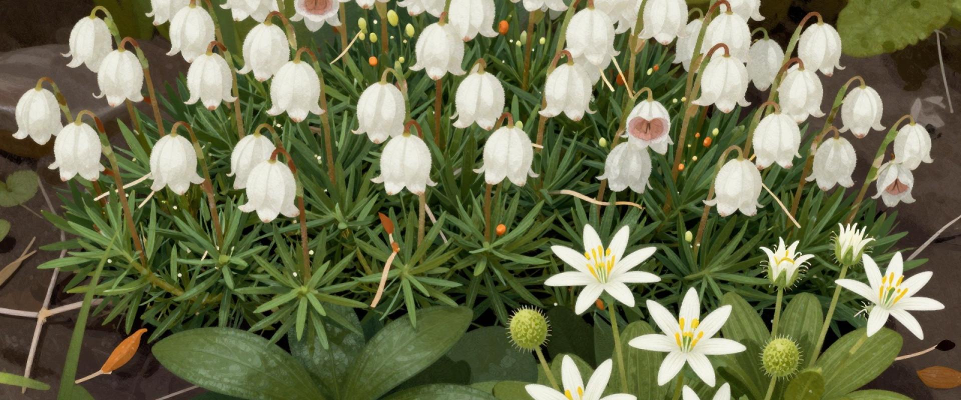 Alpine Garden (Alpiner Garten)