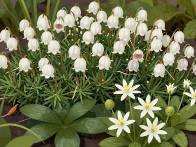 AI-generated illustration of Alpine Garden (Alpiner Garten)