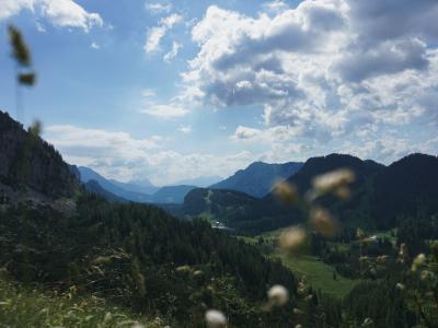 Wildflower meadow overlooking an alpine valley on a herb hike in Upper Austria