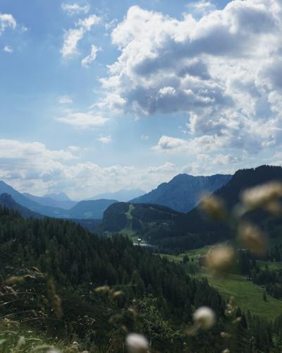 Wildflower meadow overlooking an alpine valley on a herb hike in Upper Austria