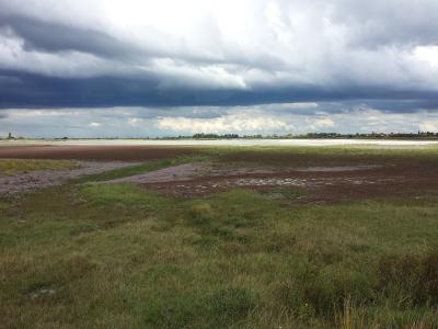 Salt lake and steppe grassland of the Seewinkel near Illmitz, Burgenland