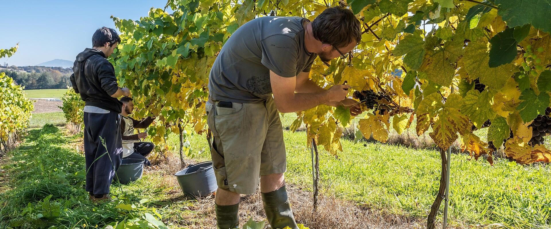 Autumn Wine Harvest