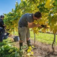 The image shows three people harvesting grapes in a vineyard with autumn-colored leaves, under a clear blue sky; no visible signage or text is present in the photo itself.
