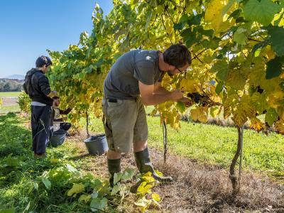 Autumn Wine Harvest