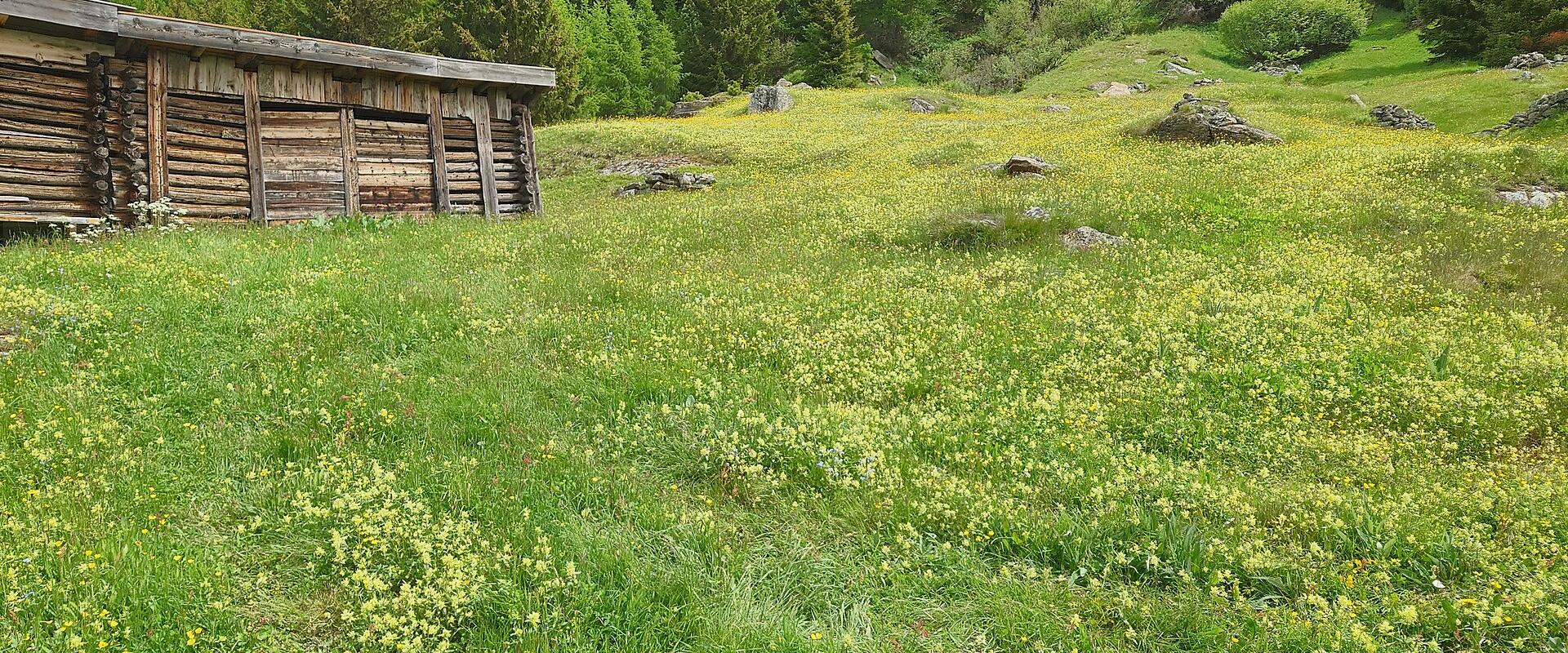 Gschwendt Alpine Pasture