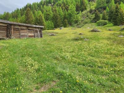 A grassy alpine meadow filled with yellow wildflowers and a rustic wooden log building on the left, backed by a dense forest of coniferous trees on a hillside.