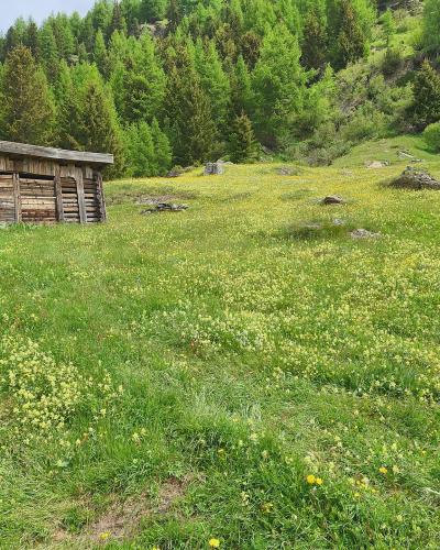 A grassy alpine meadow filled with yellow wildflowers and a rustic wooden log building on the left, backed by a dense forest of coniferous trees on a hillside.
