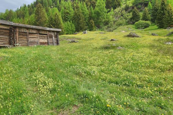 Gschwendt Alpine Pasture
