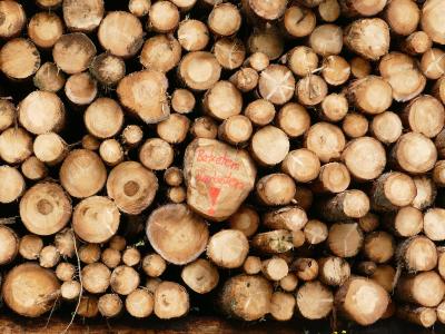 A close-up, top-down view of a large stack of cut timber logs, with one log in the center marked with red spray paint reading "Betreten Verboten" (German for "No Trespassing") and a red exclamation point.