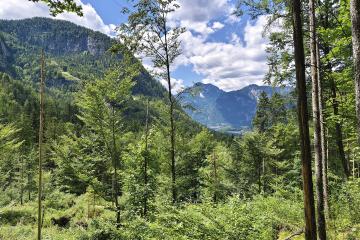 Forest trail with Dachstein mountain views near Obertraun