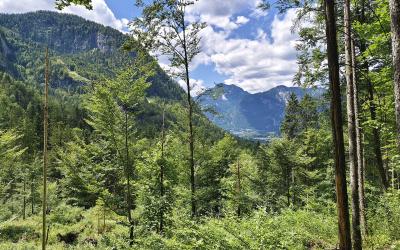 Forest trail with Dachstein mountain views near Obertraun