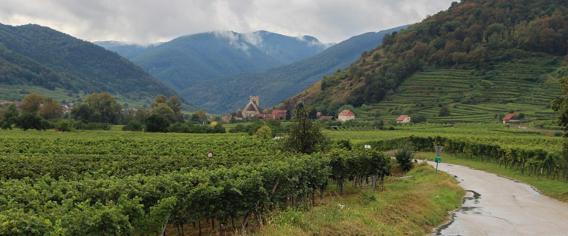 The Danube cycle path through Wachau vineyards
