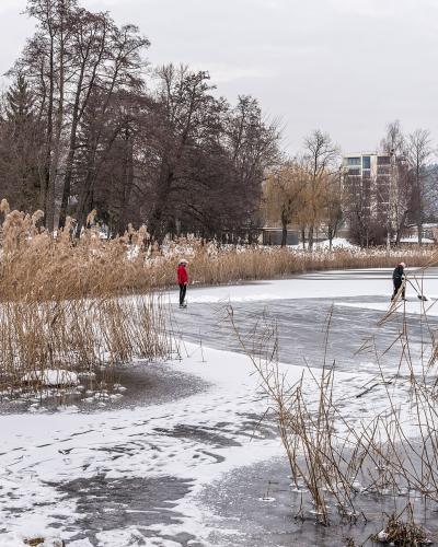 A winter scene showing two people ice skating on a frozen body of water surrounded by tall reeds and bare trees, with a modern building visible in the background.
