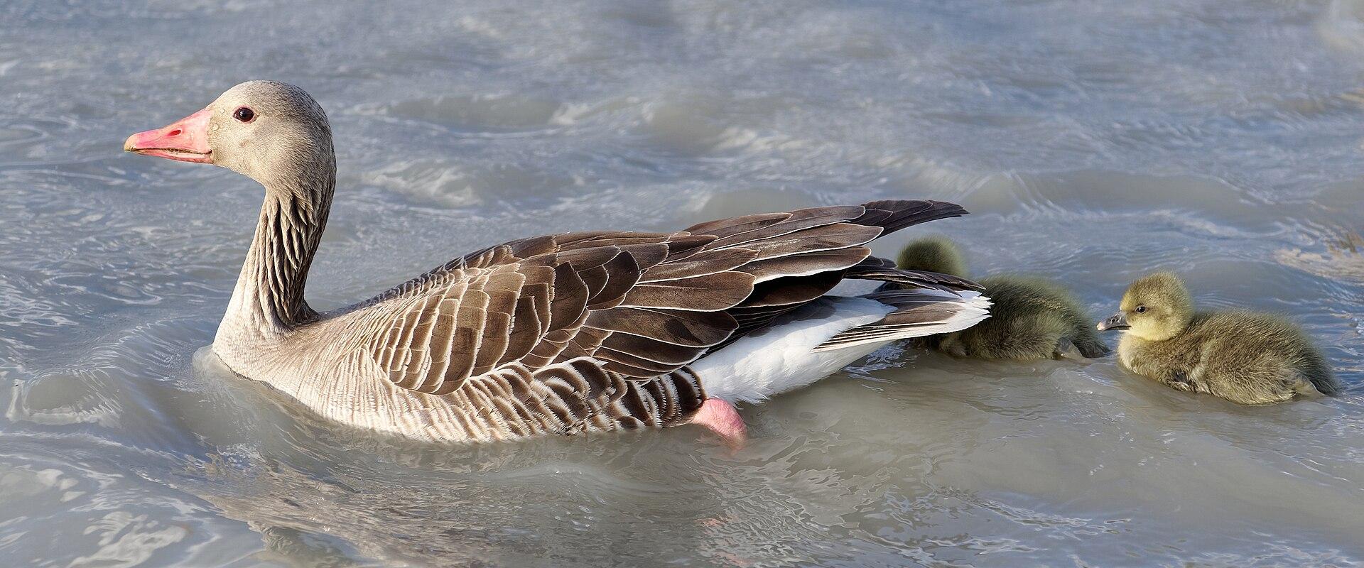 A greylag goose (Anser anser) and its goslings swimming in water, with no visible background landmarks or signage.