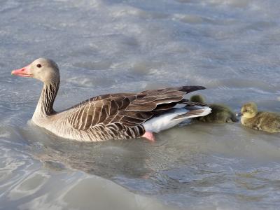 A greylag goose (Anser anser) and its goslings swimming in water, with no visible background landmarks or signage.