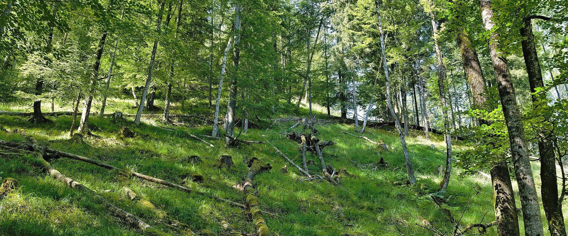 Kalkalpen National Park