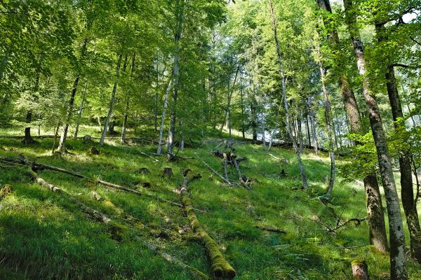 Kalkalpen National Park
