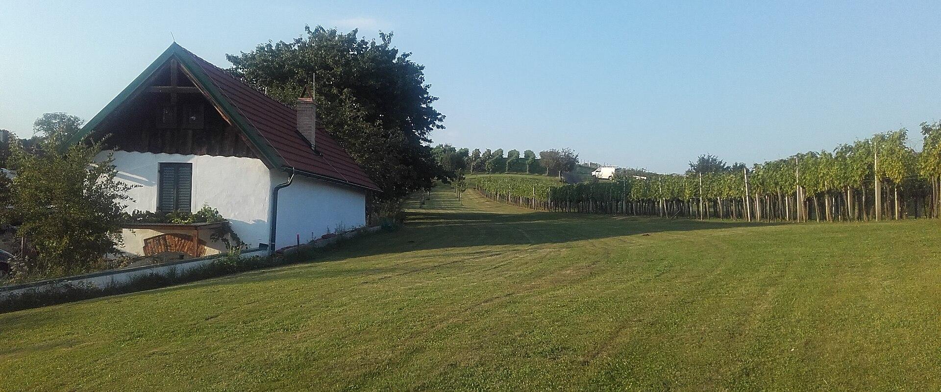 Wine Cellars and Vineyards