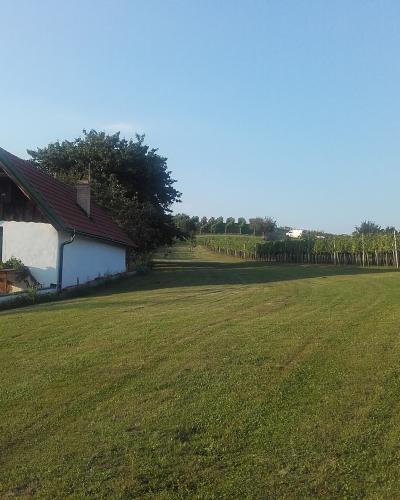 A white wine cellar building with a red-tiled roof and a wooden balcony sits on a grassy slope next to rows of grapevines under a clear blue sky.