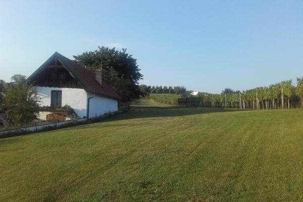 Wine Cellars and Vineyards