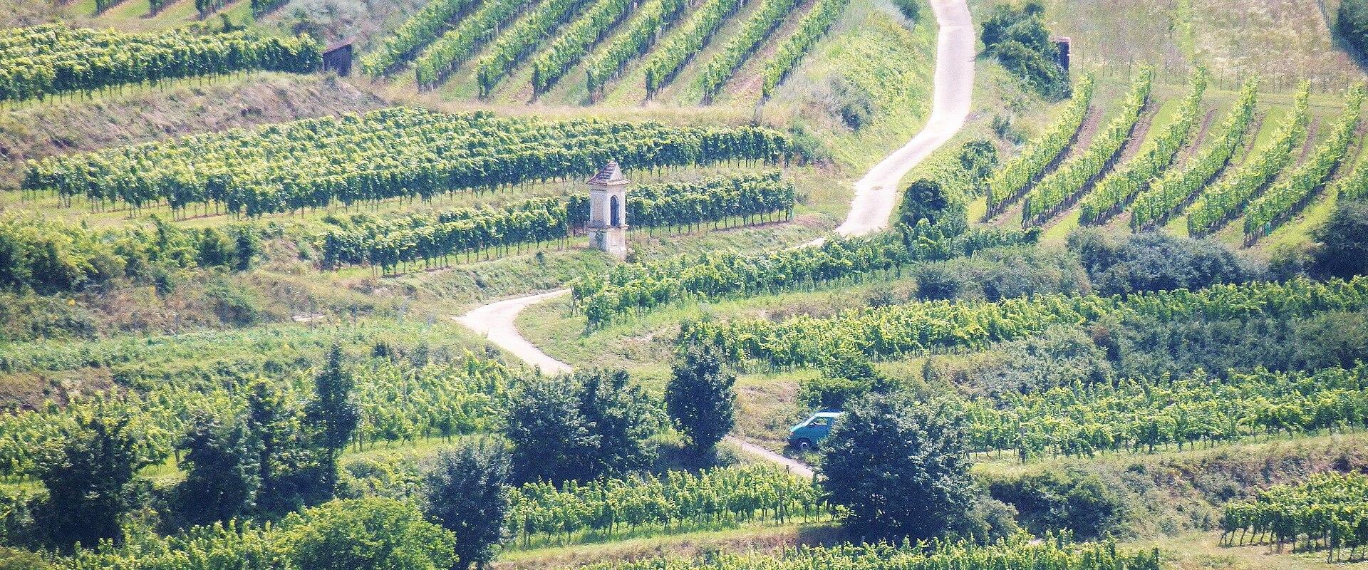 Kamptal Wine Region