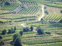 Kamptal Wine Region