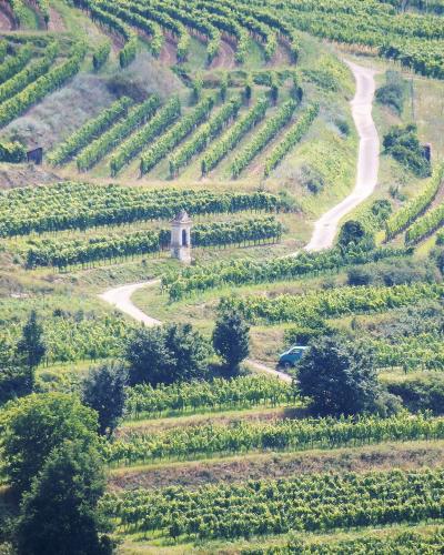 Terraced vineyards of the Kamptal
