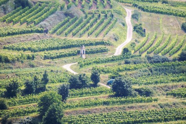 Kamptal Wine Region