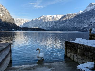 A white swan stands in the shallow water near a stone and wooden dock, with snow-covered mountains and a lake in the background.