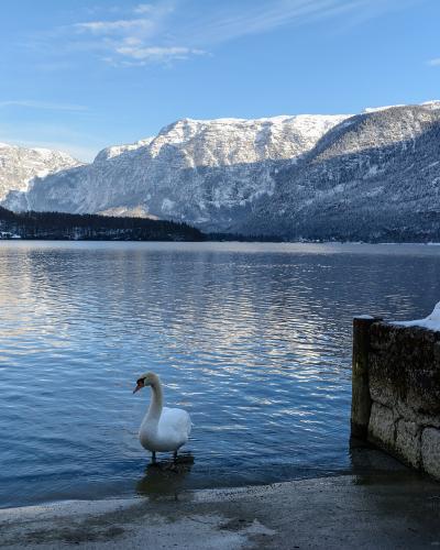 A white swan stands in the shallow water near a stone and wooden dock, with snow-covered mountains and a lake in the background.