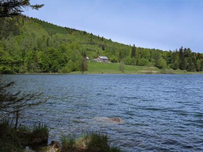 A view across a lake towards a forested hillside with a few buildings on a grassy slope, with reeds and branches in the foreground.