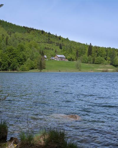 A view across a lake towards a forested hillside with a few buildings on a grassy slope, with reeds and branches in the foreground.
