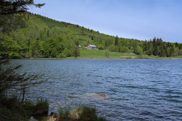 Local Alpine Pastures