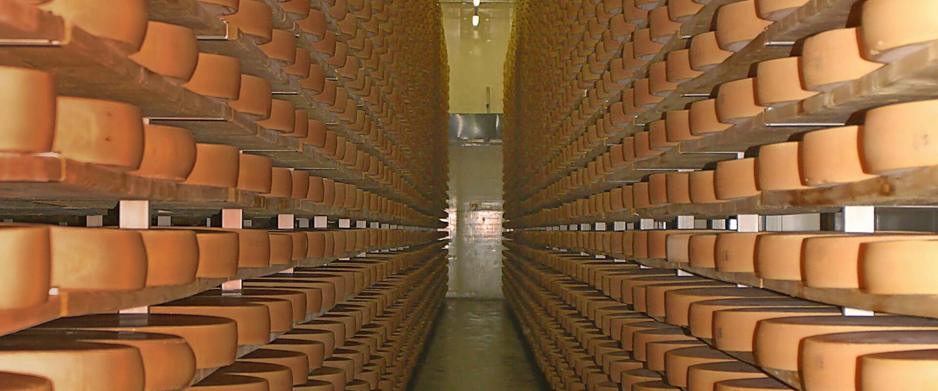 Wheels of cheese ripening in the Käsekeller Lingenau, Bregenzerwald