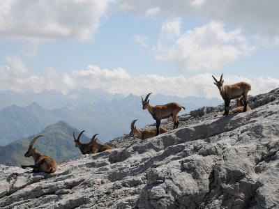 A group of Alpine ibex resting and standing on a rocky mountain ridge with distant mountain ranges in the background.