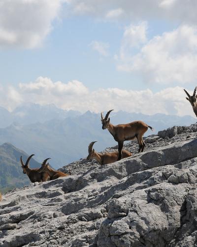 A group of Alpine ibex resting and standing on a rocky mountain ridge with distant mountain ranges in the background.
