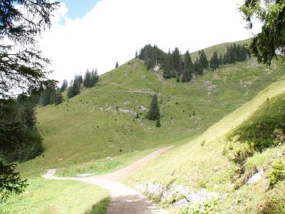 A dirt hiking trail forks in a grassy, forested mountain landscape with coniferous trees on the slopes under a partly cloudy sky.
