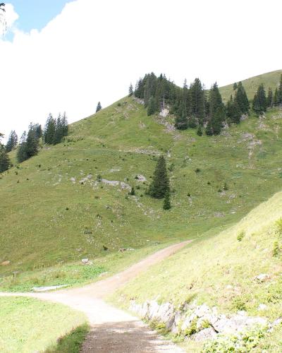 A dirt hiking trail forks in a grassy, forested mountain landscape with coniferous trees on the slopes under a partly cloudy sky.