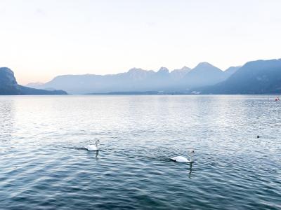 A wide shot of a large alpine lake with two white swans swimming in the foreground and a range of mountains visible across the water under a pale sky.