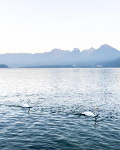 A wide shot of a large alpine lake with two white swans swimming in the foreground and a range of mountains visible across the water under a pale sky.