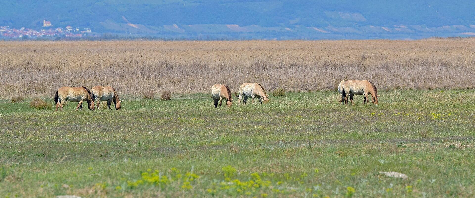 Neusiedler See National Park