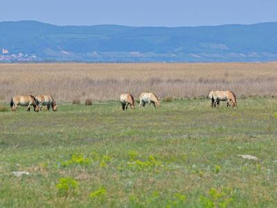 Przewalski horses grazing on the steppe of Neusiedler See-Seewinkel National Park, Burgenland