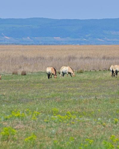 Przewalski horses grazing on the steppe of Neusiedler See-Seewinkel National Park, Burgenland