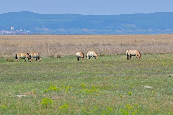 Neusiedler See National Park