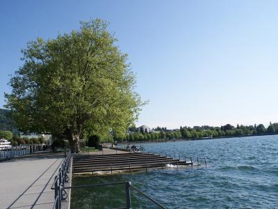 A large tree stands on a paved promenade next to a set of concrete steps leading into a lake, with a white boat visible in the background on the left.