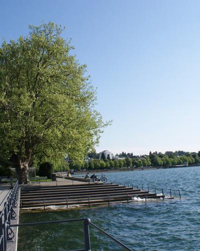 A large tree stands on a paved promenade next to a set of concrete steps leading into a lake, with a white boat visible in the background on the left.